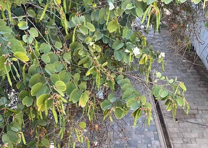 The Iskemleci Nikosia